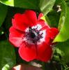 blumen2_200505