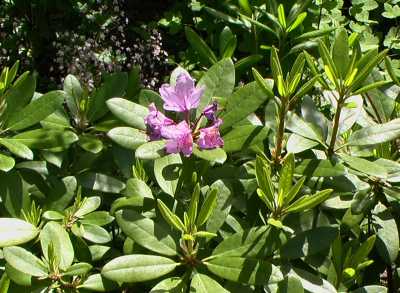 blumen3_200505_rhododendron