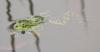 Frosch