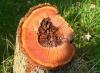 Holz 