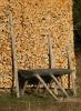 Holz