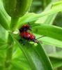 Insex