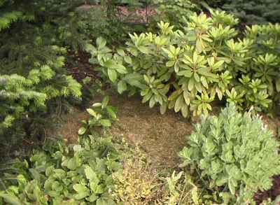rhododendron_rasen_gemulcht