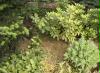 rhododendron_rasen_gemulcht