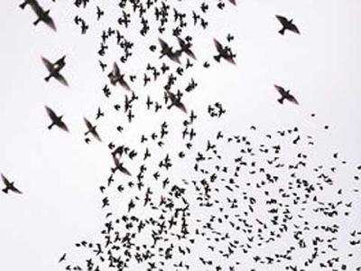 090923_wibi_schwarm_dpa