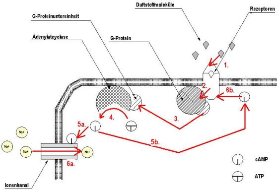 Chemoelektrische_Ausloesung_einer_Erregung_in_Riechsinneszellen