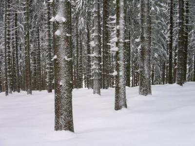 Winterwald Pielachtal Oesterreich Jaenner 2012