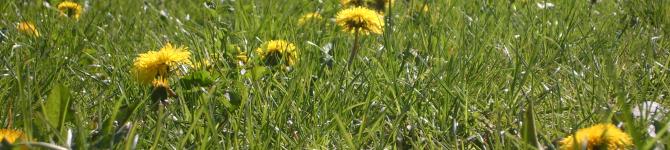 butterblumenfeld