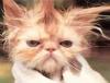 badhairday