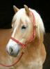 haflinger-ambelia-with-headcollar