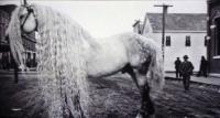 ferd