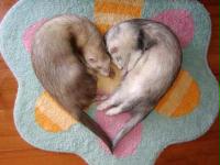 ferret_heart