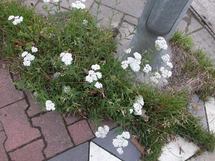 Achillea