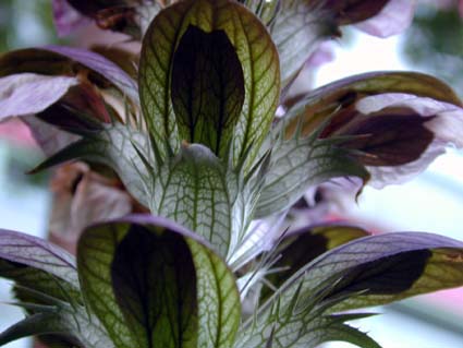 Akanthus