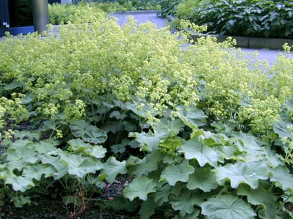 Alchemilla2