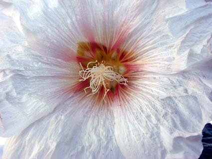 Althaea