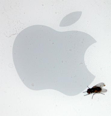 Am-Virtuellen-saugende-Fliege