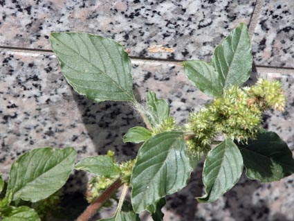 Amaranthus-retroflexus