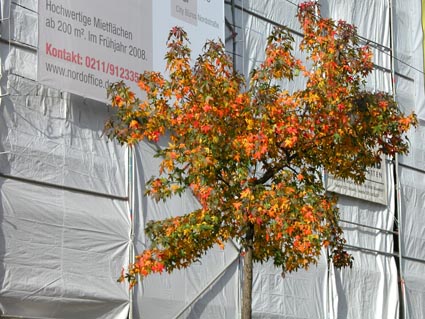 Amberbaum