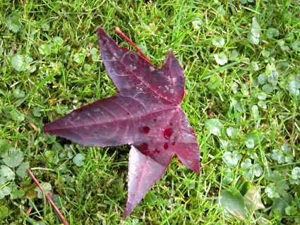 Amberbaumblatt-aubergine