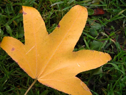 Amberbaumblatt-gelb
