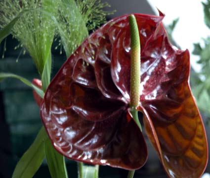 Anthurium
