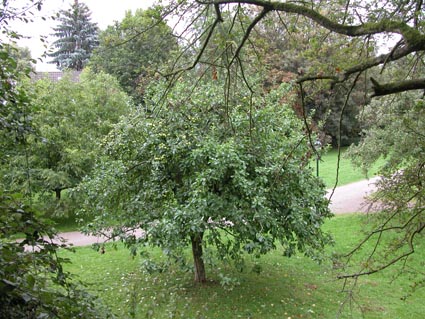 Apfelbaum