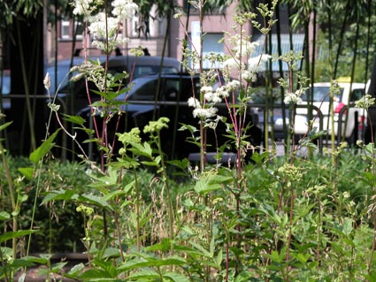 Aruncus-dioicus