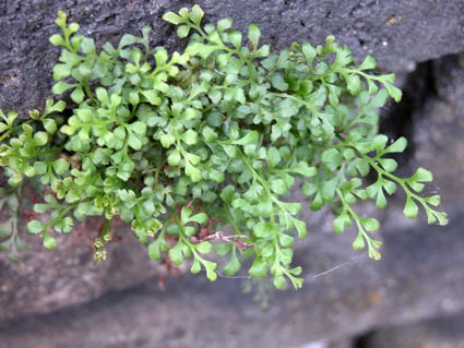 Asplenium