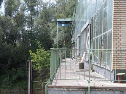 Balkon-Weiden