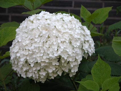 Ballhortensie