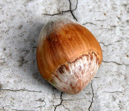 Bauhaselnuss