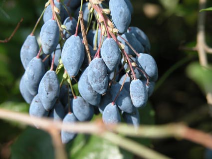 Beeren-Mahonie