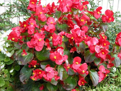Begonia-semperflorens