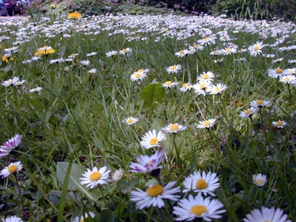 Bellis