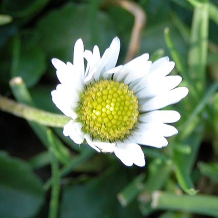 Bellis1