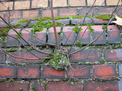 Birke-Mauer