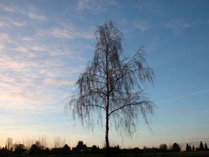 Birke-am-Morgen