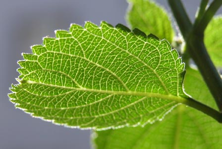 Blatt-dicotyledon