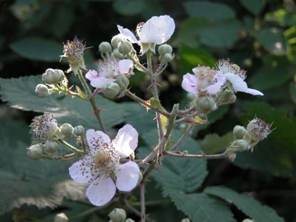 Brombeerblueten