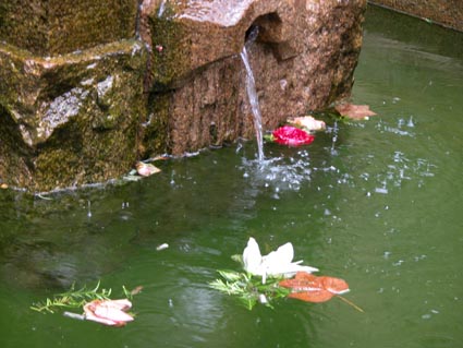 Brunnen-Blumen