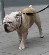 Bulldogge