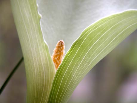 Calla13