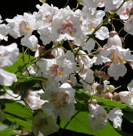 Catalpa-Bluete2