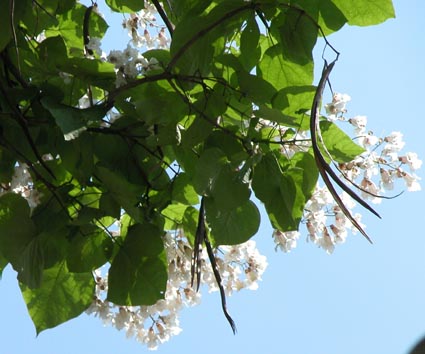 Catalpa-Fruechte