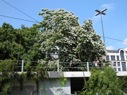 Catalpa5