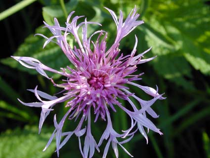 Centaurea