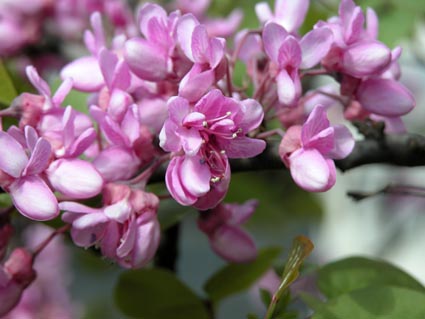 Cercis