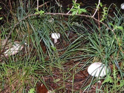 Champignons