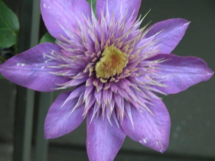 Clematis-hybr